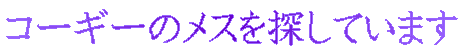 R[M[̃XTĂ܂
